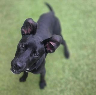 Snoop Dog, a Adoptable mixed breed in North Syracuse, NY image 2/6