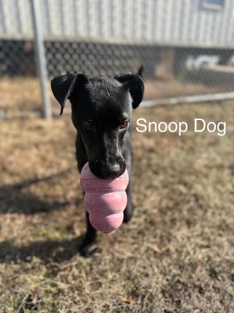 Snoop Dog, a Adoptable mixed breed in North Syracuse, NY image 3/6