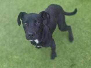 Snoop Dog, a Adoptable mixed breed in North Syracuse, NY image 4/6