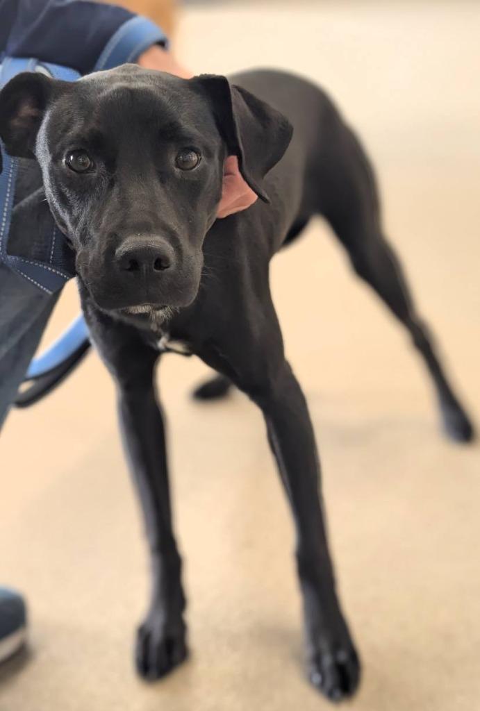Snoop Dog, a Adoptable mixed breed in North Syracuse, NY image 5/6