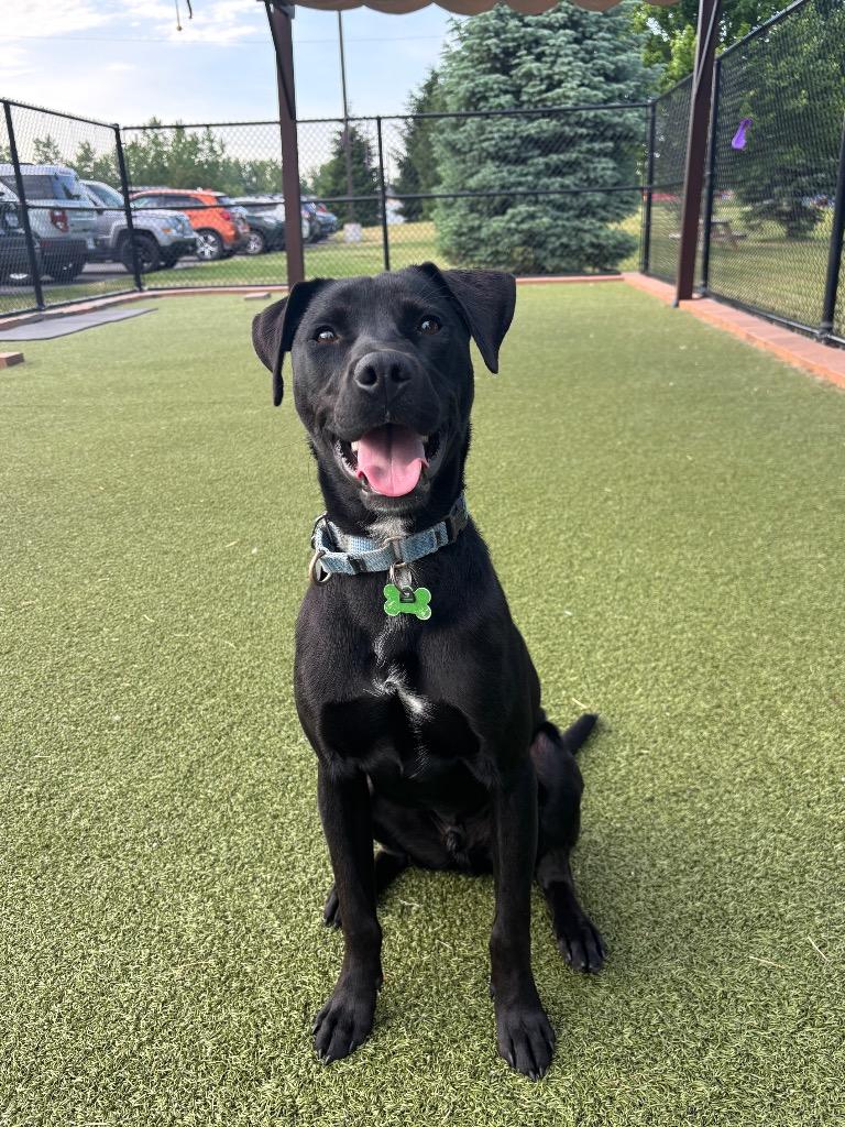 Snoop Dog, a Adoptable mixed breed in North Syracuse, NY image 6/6