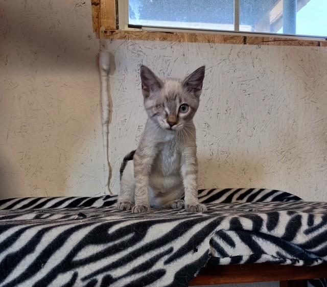 Enlarge Sparrow, a Adopted Domestic Short Hair in Centerton, AR image 1/1