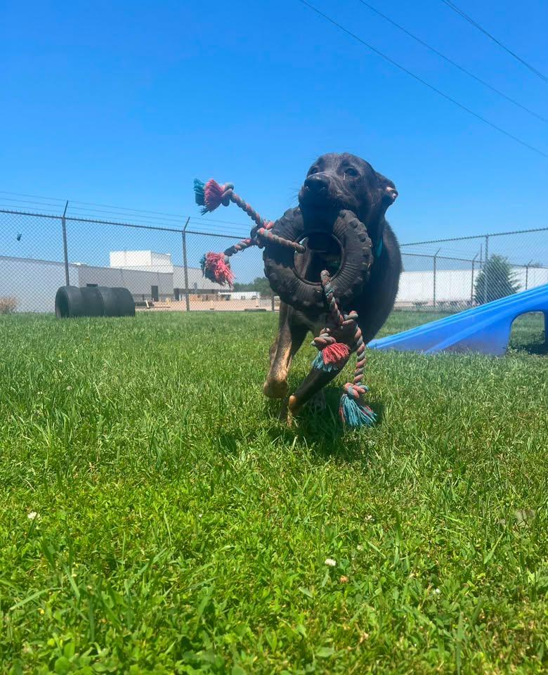 Nash, a ADOPTABLE Mixed Breed in Davenport, IA image 2/2
