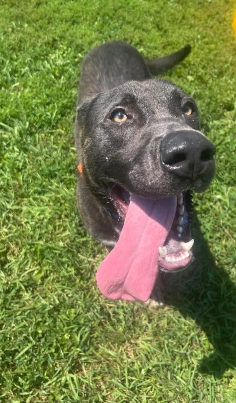 Nash, a ADOPTABLE Mixed Breed in Davenport, IA image 1/2