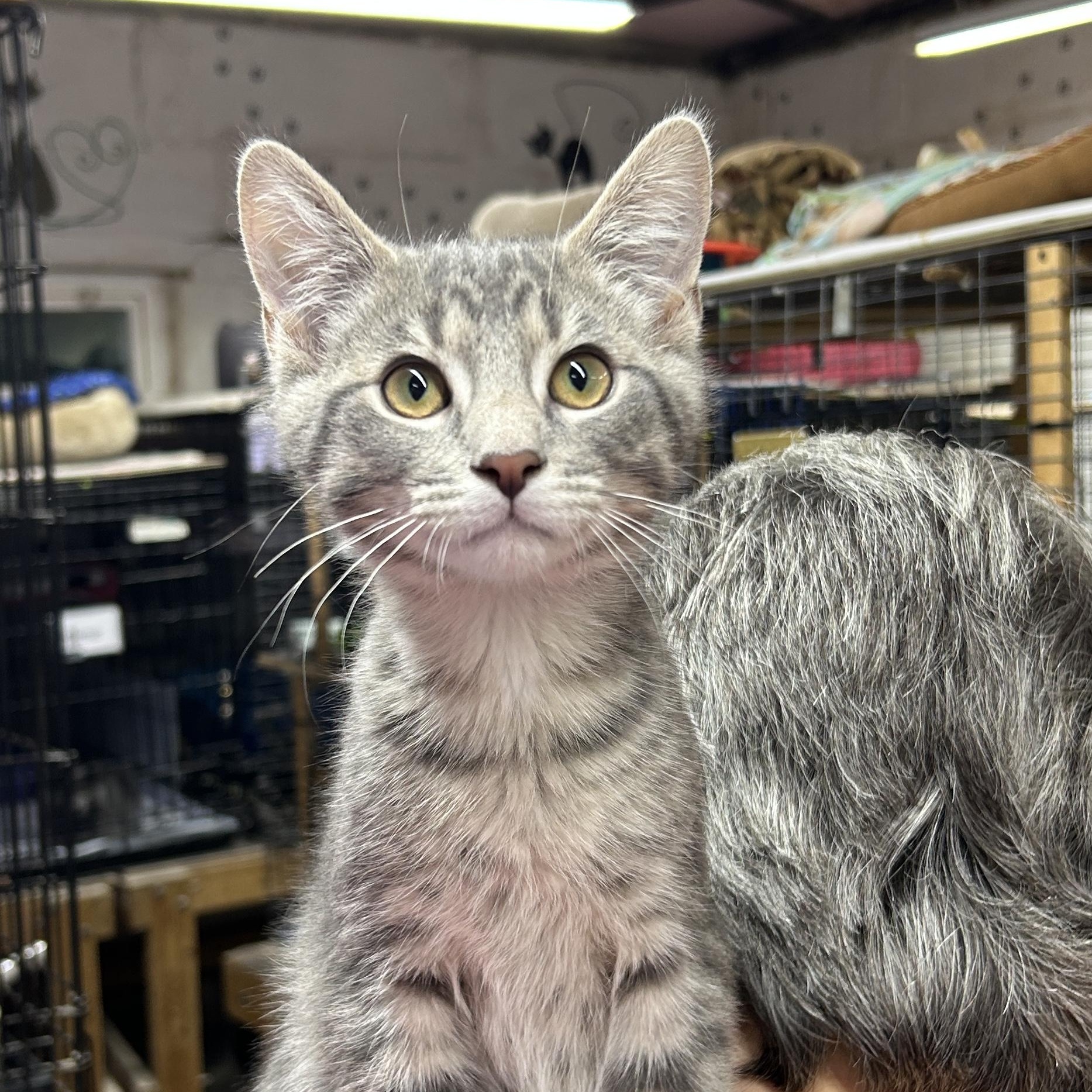 Enlarge Sullivan, a Adoptable Domestic Short Hair in Avon, OH image 1/4