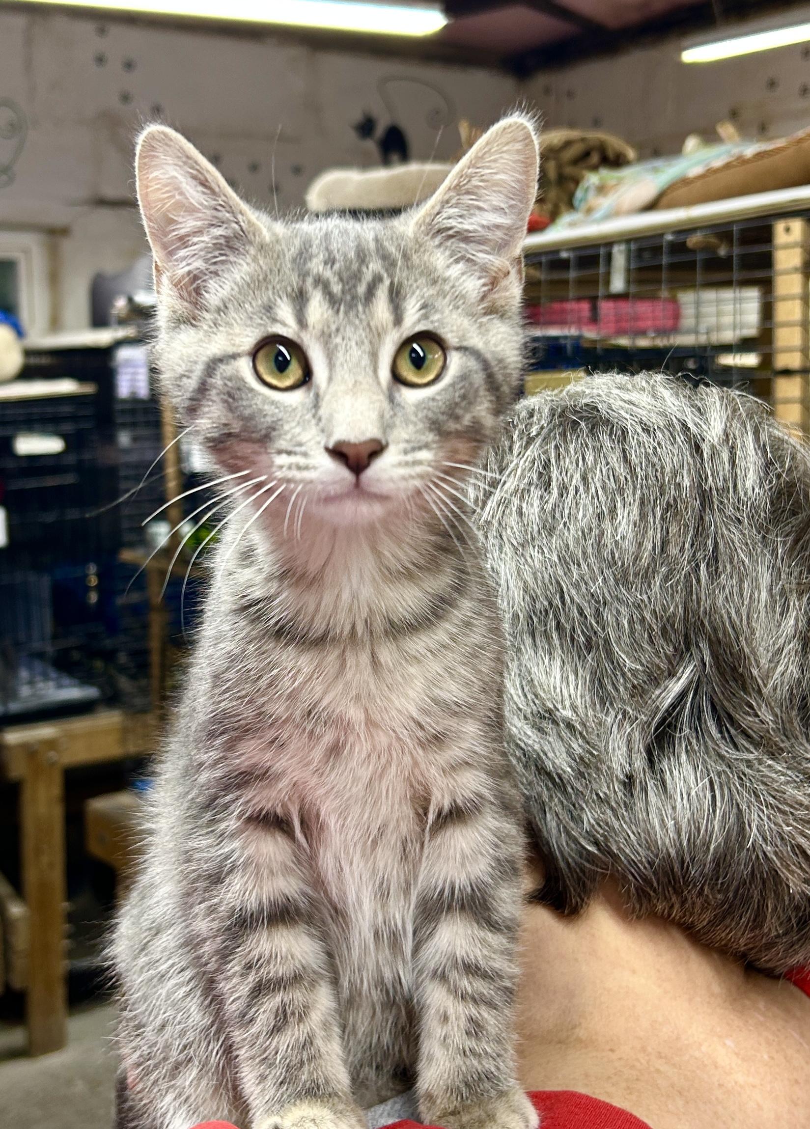 Enlarge Sullivan, a Adoptable Domestic Short Hair in Avon, OH image 2/4