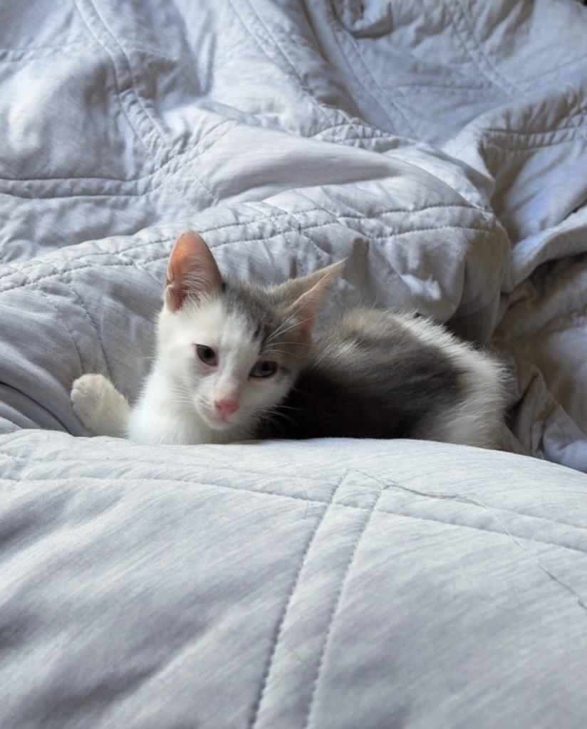 Miles, Adoptable, Young Male Domestic Short Hair.