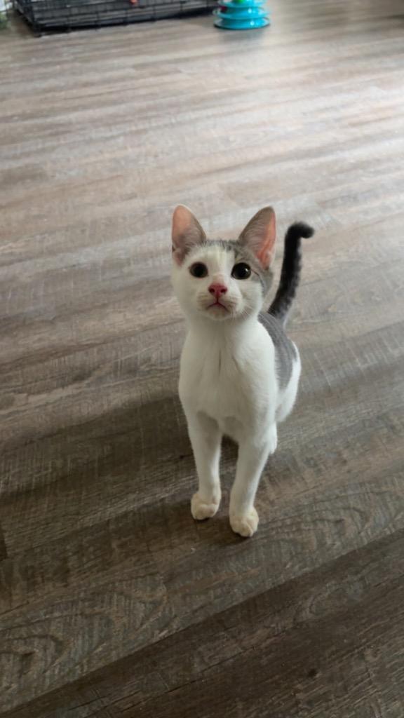 Miles, Adoptable, Young Male Domestic Short Hair.