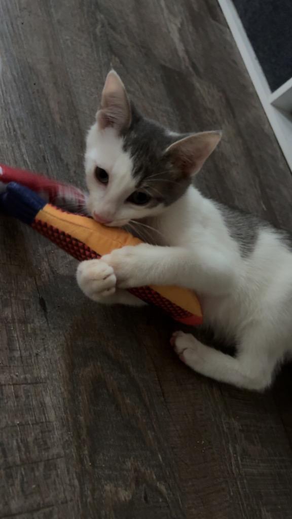 Enlarge Miles, a Adoptable mixed breed in Evans, GA image 3/6