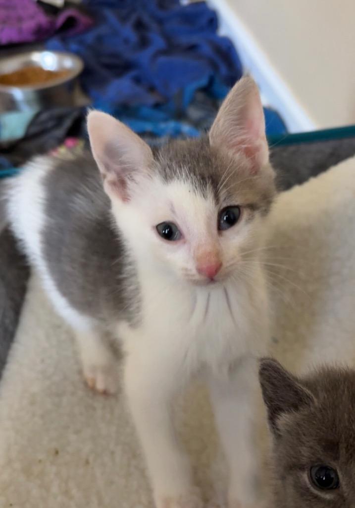 Enlarge Miles, a Adoptable mixed breed in Evans, GA image 3/6