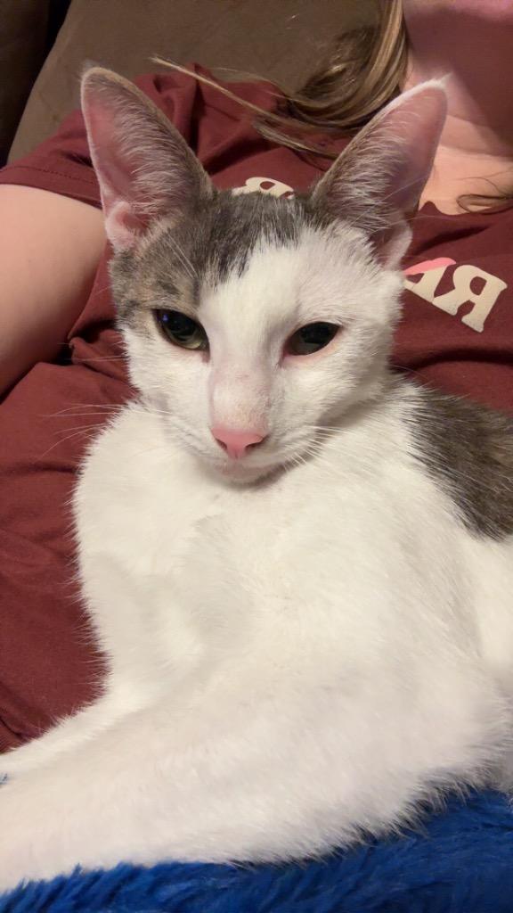 Enlarge Miles, a Adoptable mixed breed in Evans, GA image 4/6