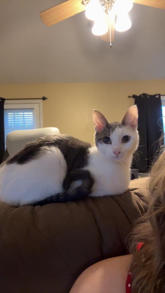 Enlarge Miles, a Adoptable mixed breed in Evans, GA image 6/6