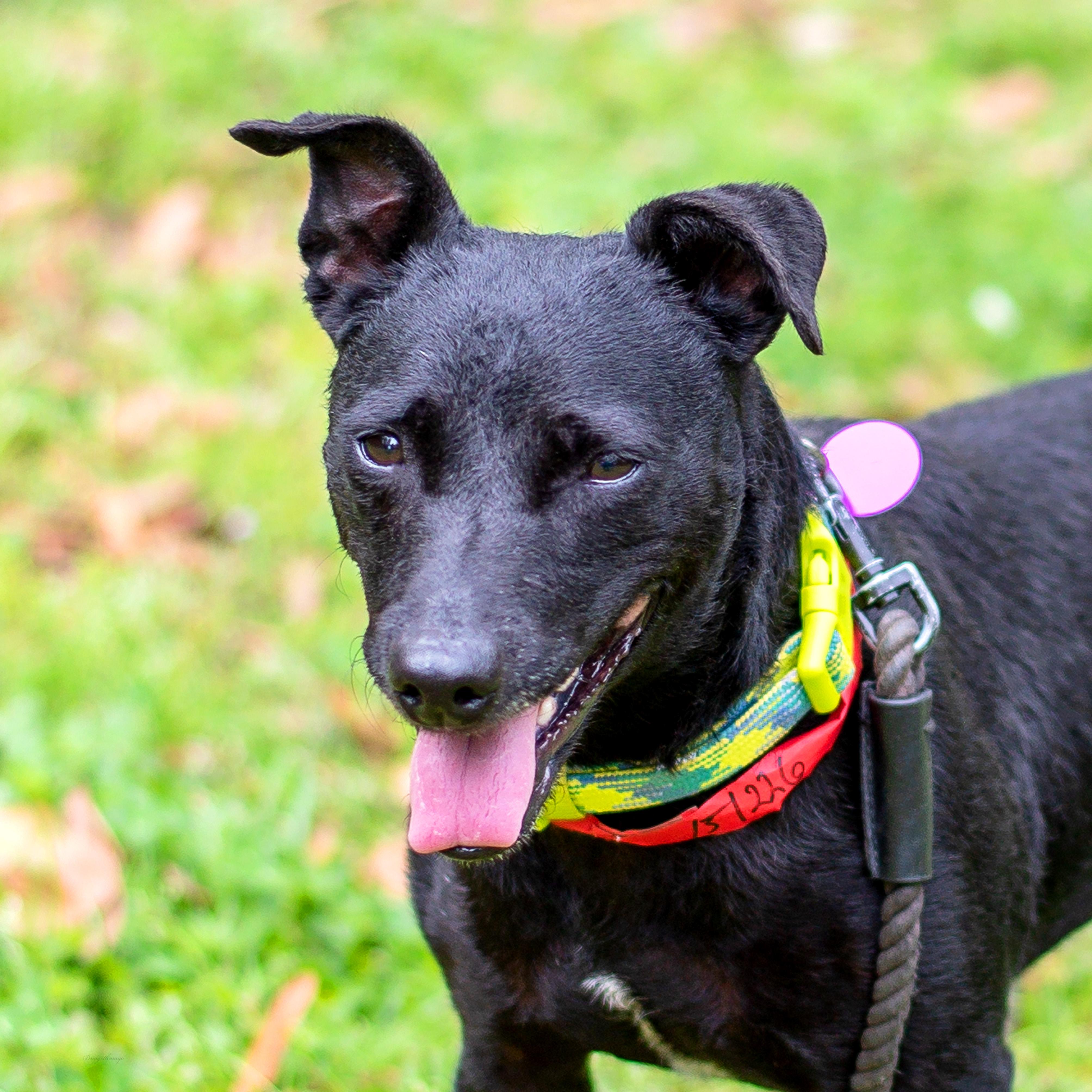 Coco, Adoptable, Adult Female Terrier.