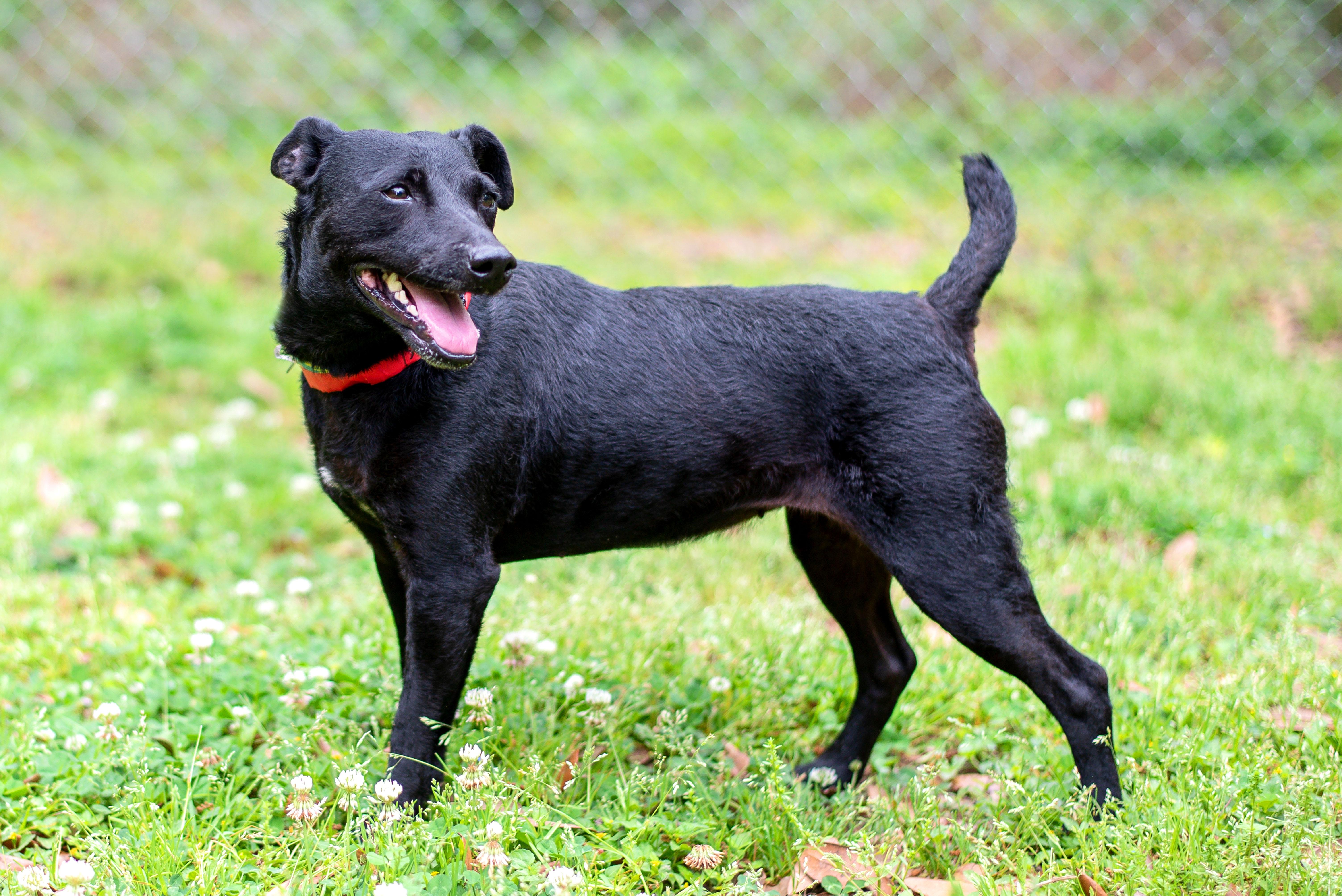 Coco, a Adoptable mixed breed in Baton Rouge, LA image 2/2