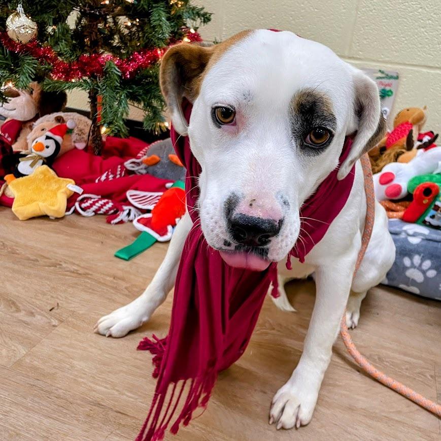 Cordelia — thumbnail 4