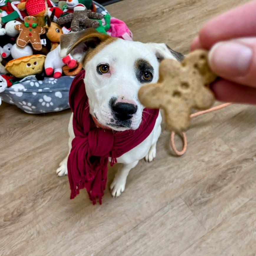 Cordelia — thumbnail 5