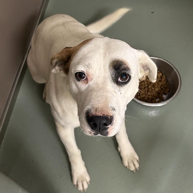 Cordelia — thumbnail 6