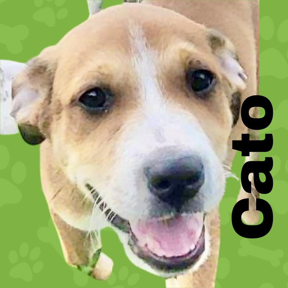 Cato