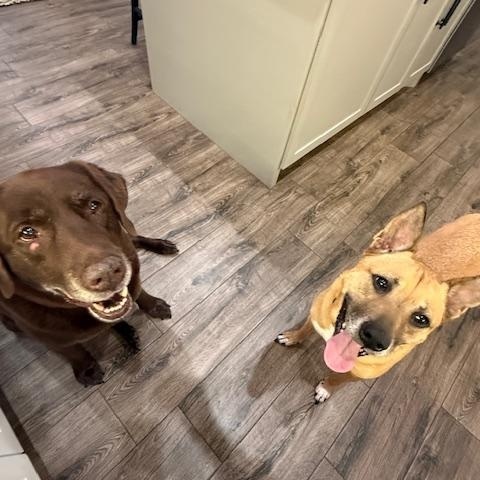 Bella is a Sweet, Lovable 6 year old Calm gal that's PERFECT in every way! — thumbnail 2