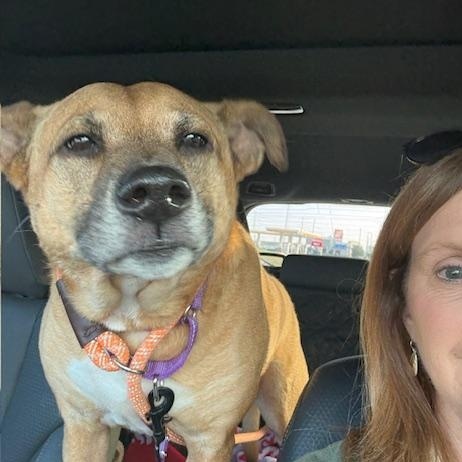 Bella is a Sweet, Lovable 6 year old Calm gal that's PERFECT in every way! — thumbnail 4