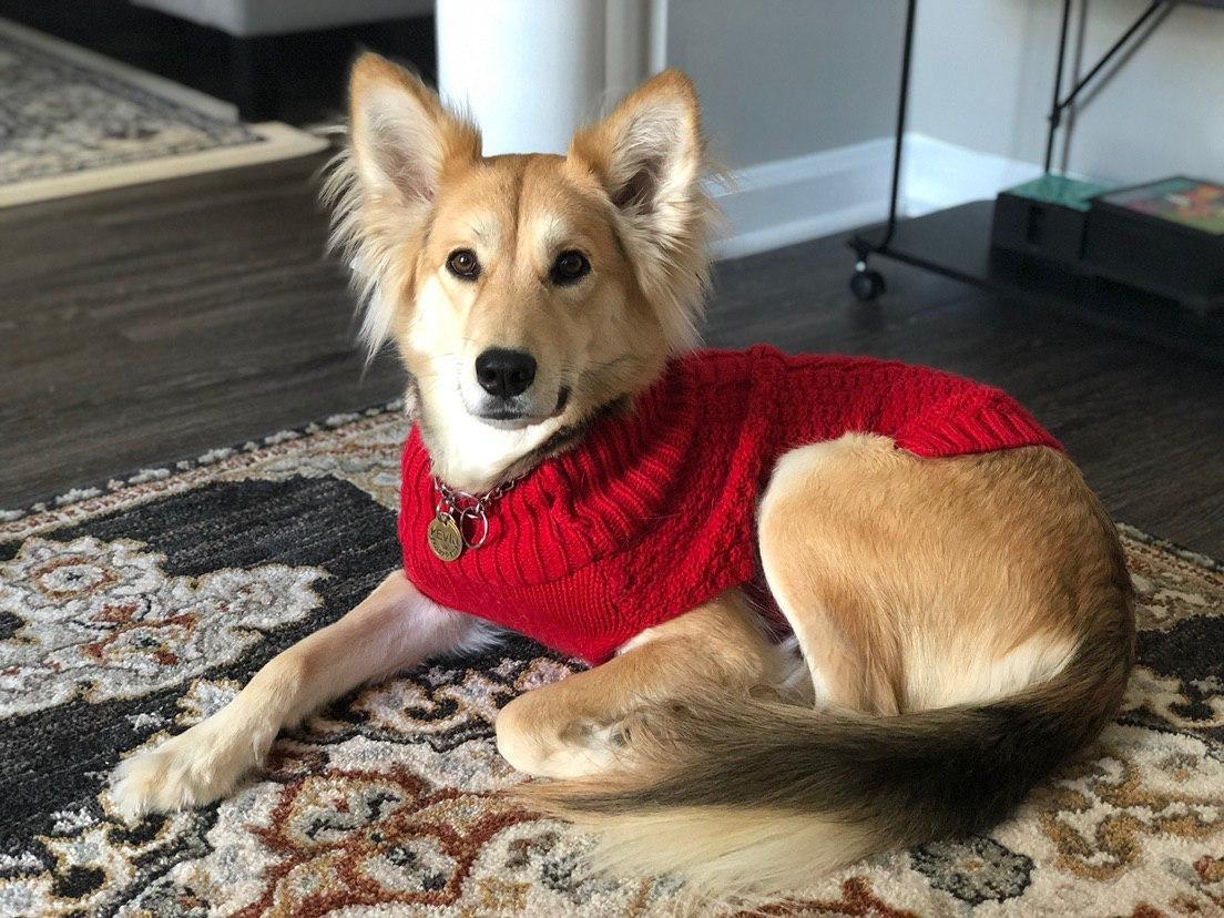 Kevin, ADOPTABLE, Adult Female German Shepherd Dog.