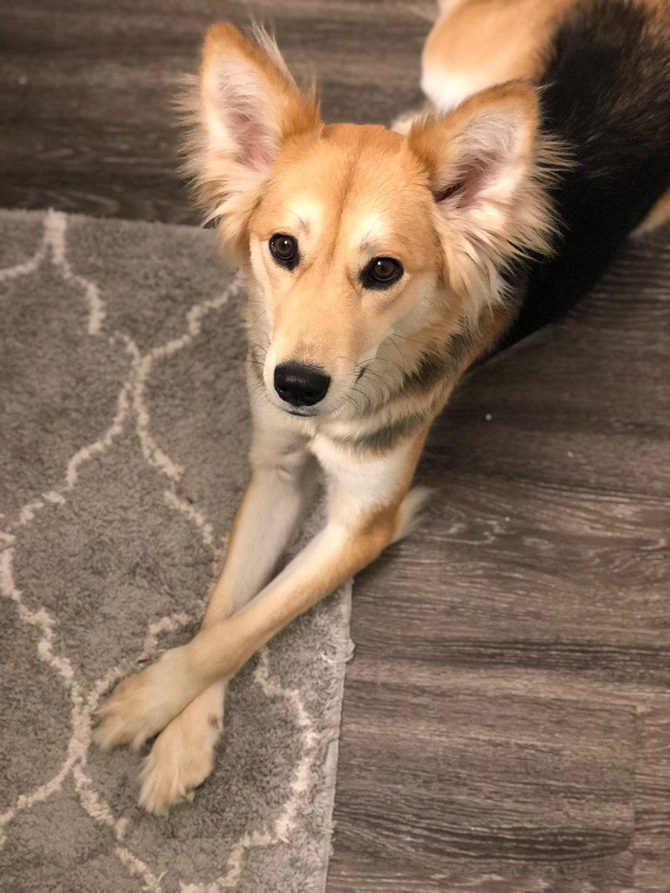 Enlarge Kevin, a ADOPTABLE mixed breed in Rome, GA image 3/3