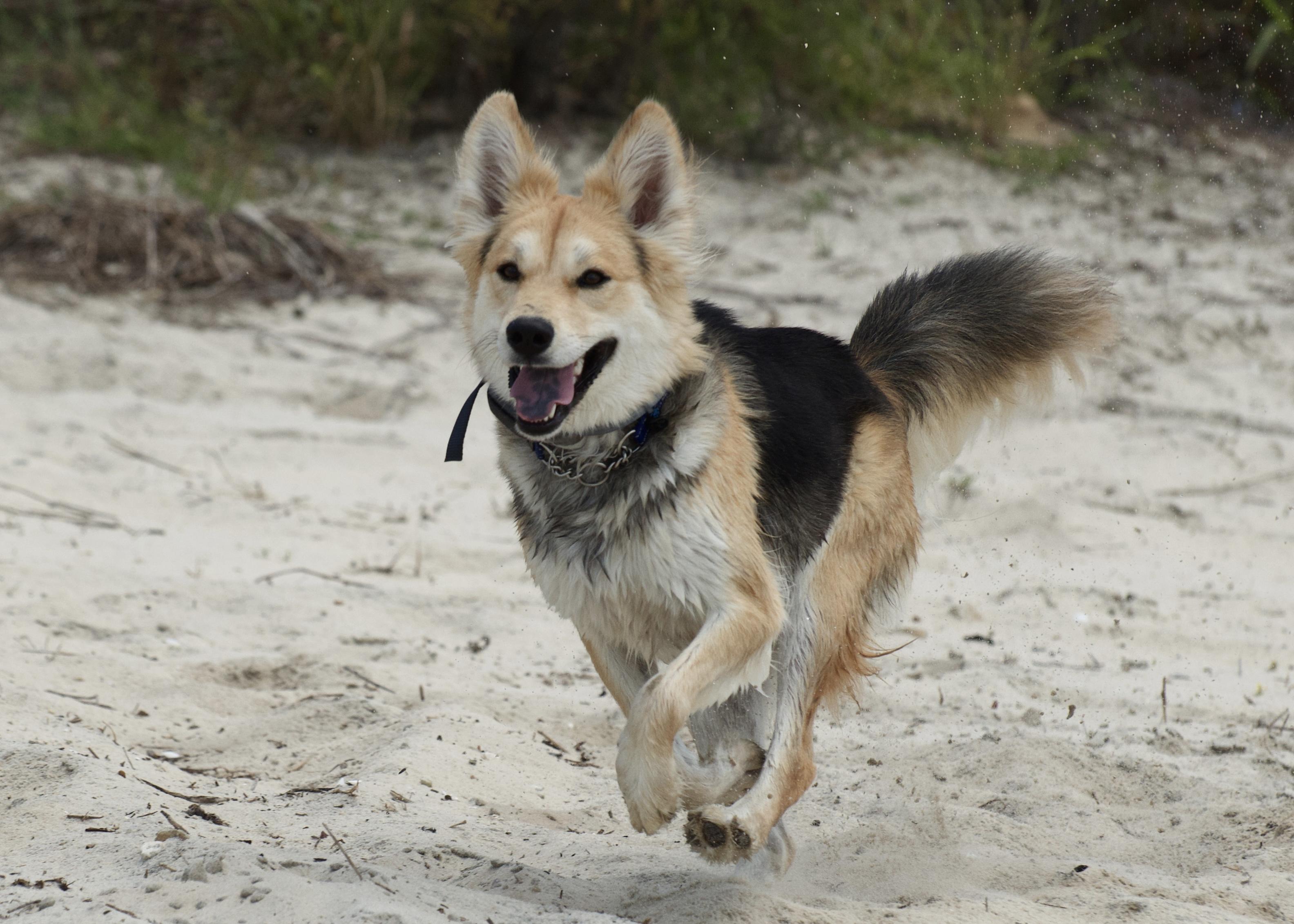 Enlarge Kevin, a ADOPTABLE mixed breed in Rome, GA image 2/3