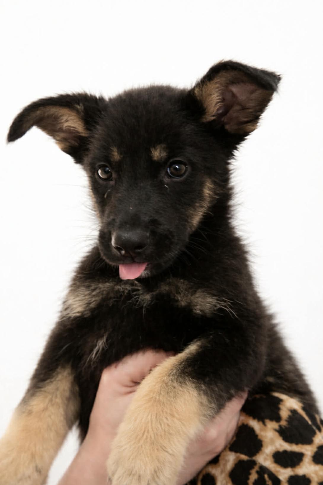 Rocky — thumbnail 3