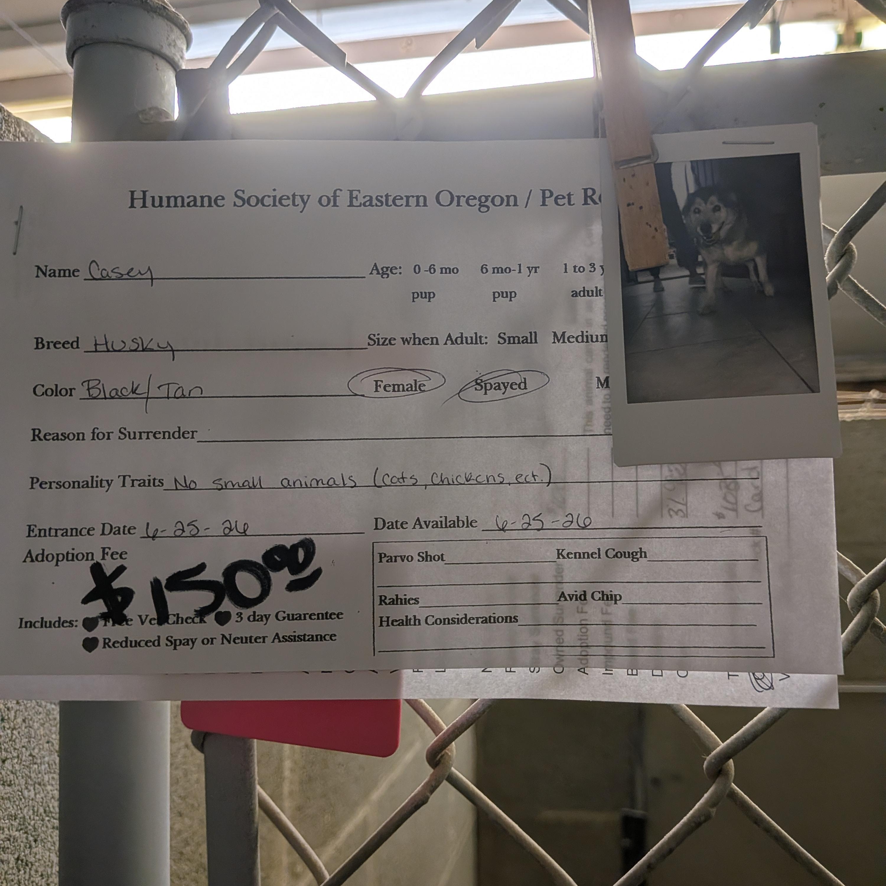 Casey, a ADOPTABLE mixed breed in Hermiston, OR image 2/2