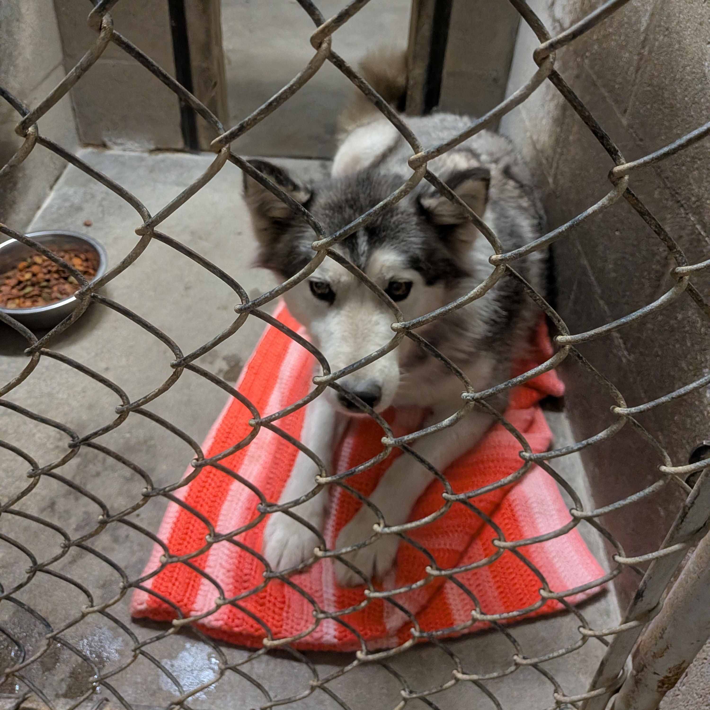 Casey, a ADOPTABLE mixed breed in Hermiston, OR image 1/2