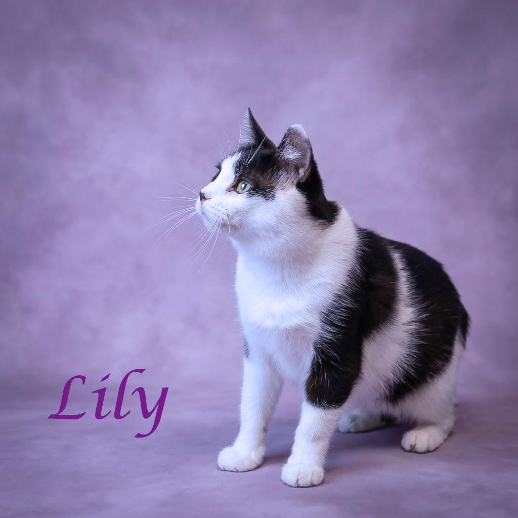 Lily C26-095, Adoptable, Adult Female Domestic Short Hair.