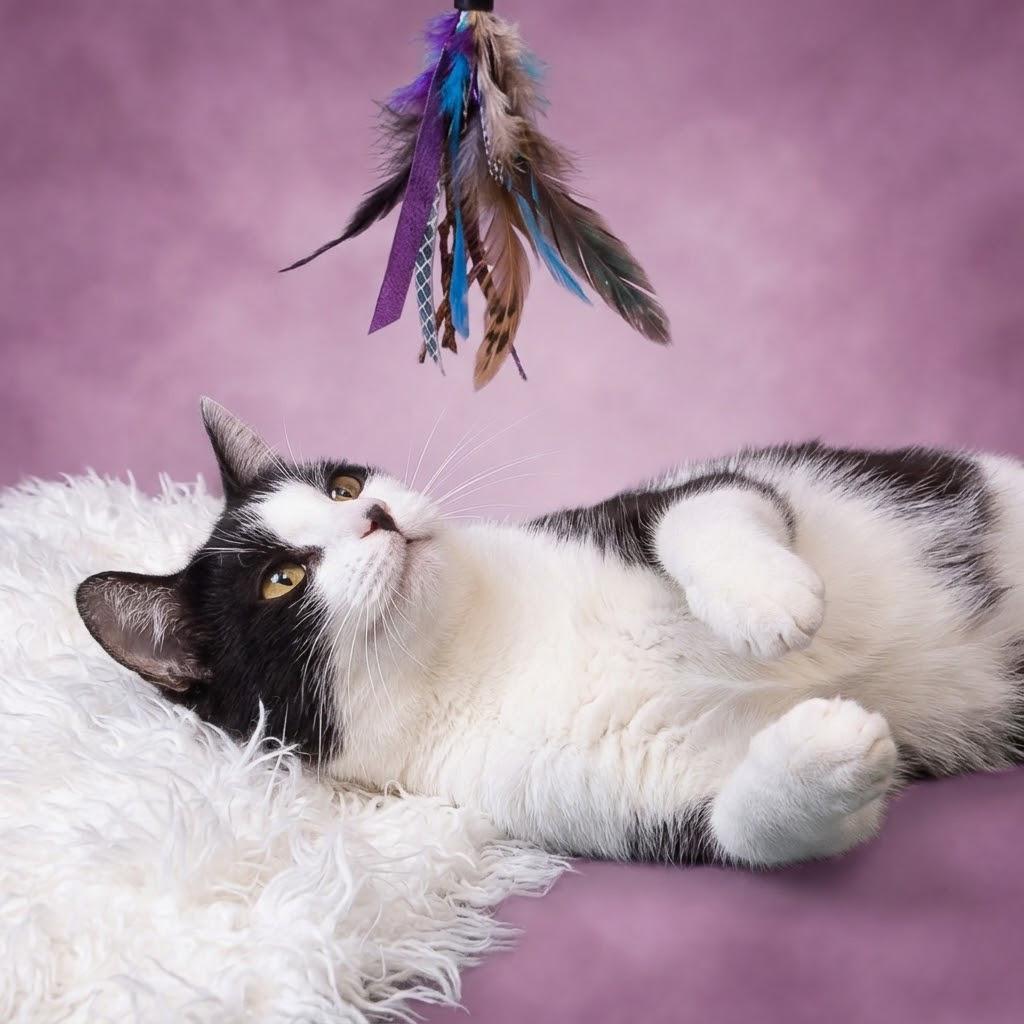 Enlarge Lily C26-095, a Adoptable Domestic Short Hair in Lebanon, TN image 2/6