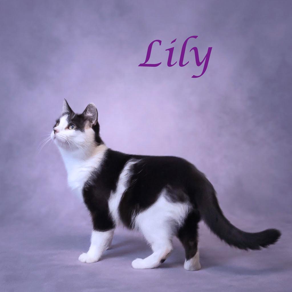Enlarge Lily C26-095, a Adoptable Domestic Short Hair in Lebanon, TN image 4/6