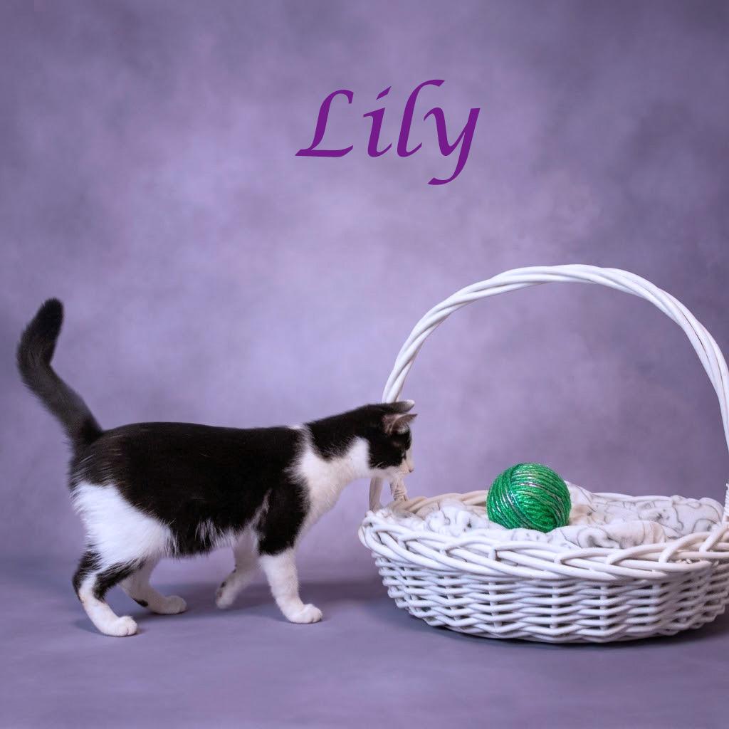 Enlarge Lily C26-095, a Adoptable Domestic Short Hair in Lebanon, TN image 5/6