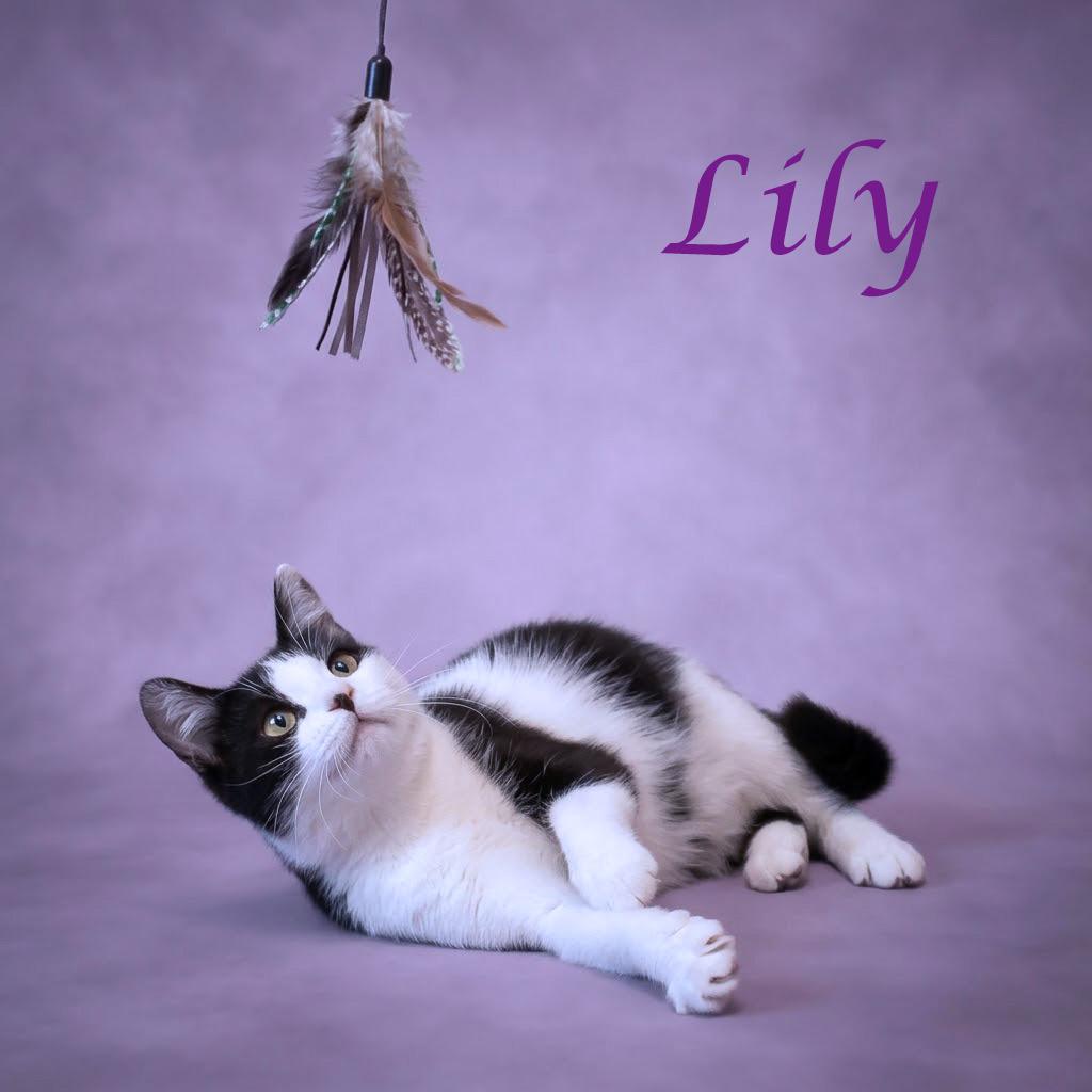 Enlarge Lily C26-095, a Adoptable Domestic Short Hair in Lebanon, TN image 6/6