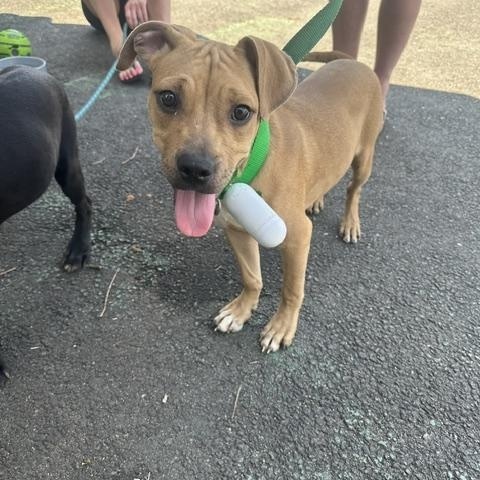 Sadie (tan) & Stella (black), a ADOPTABLE mixed breed in Lyndhurst, NJ image 6/6