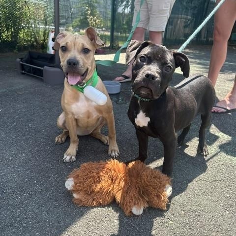 Sadie (tan) & Stella (black), ADOPTABLE, Puppy Female Pit Bull Terrier.