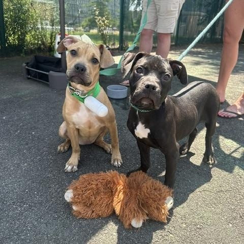 Sadie (tan) & Stella (black), a ADOPTABLE mixed breed in Lyndhurst, NJ image 4/6