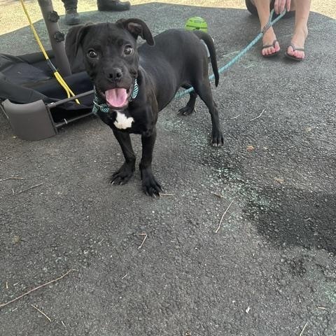 Sadie (tan) & Stella (black), a ADOPTABLE mixed breed in Lyndhurst, NJ image 5/6