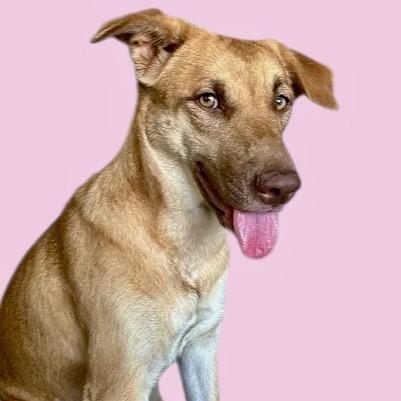 Enlarge Princess, a Adoptable mixed breed in Scottsdale, AZ image 1/1