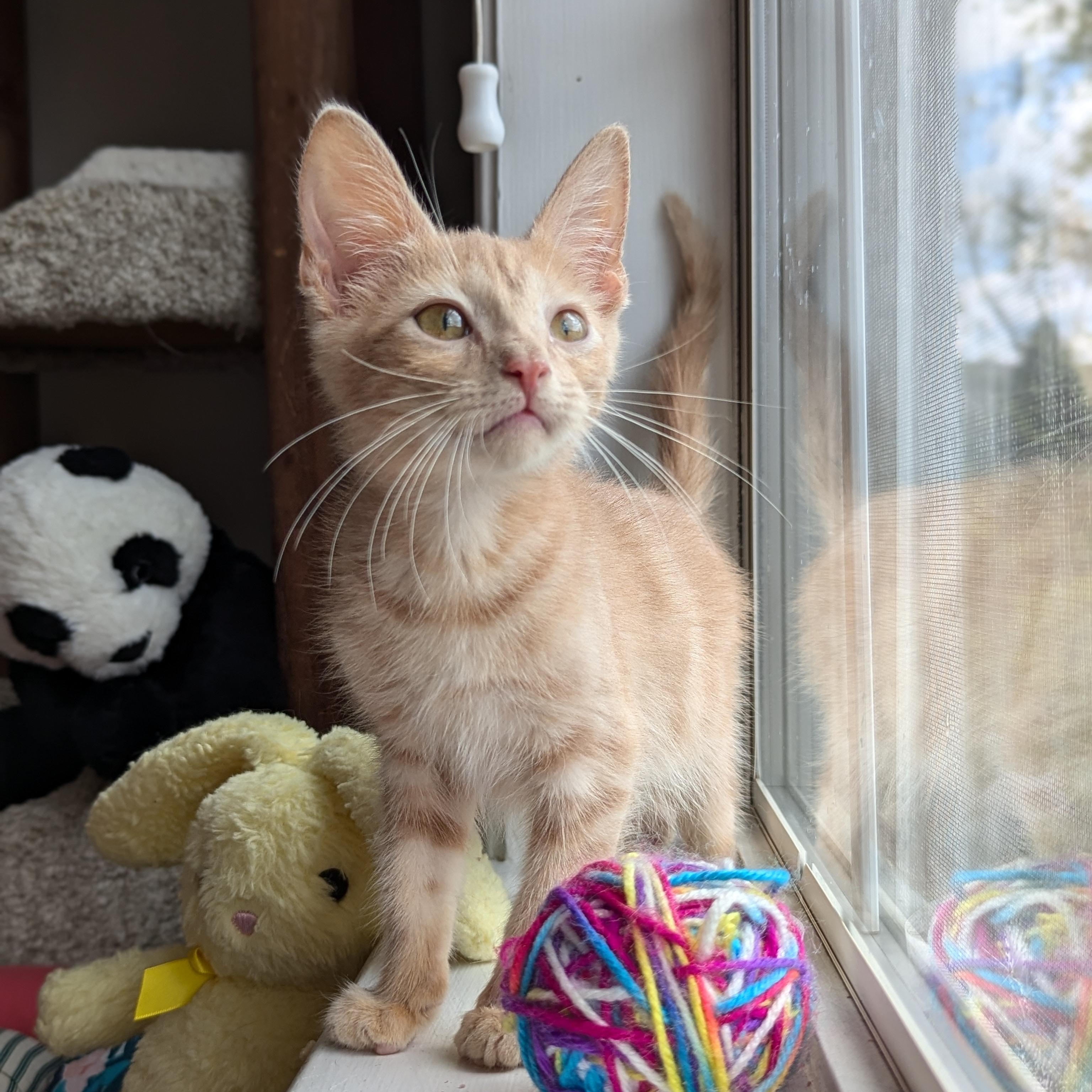 Enlarge Peter (The Brady Bunch litter), an adopted mixed breed in Tucker, GA image 3/6