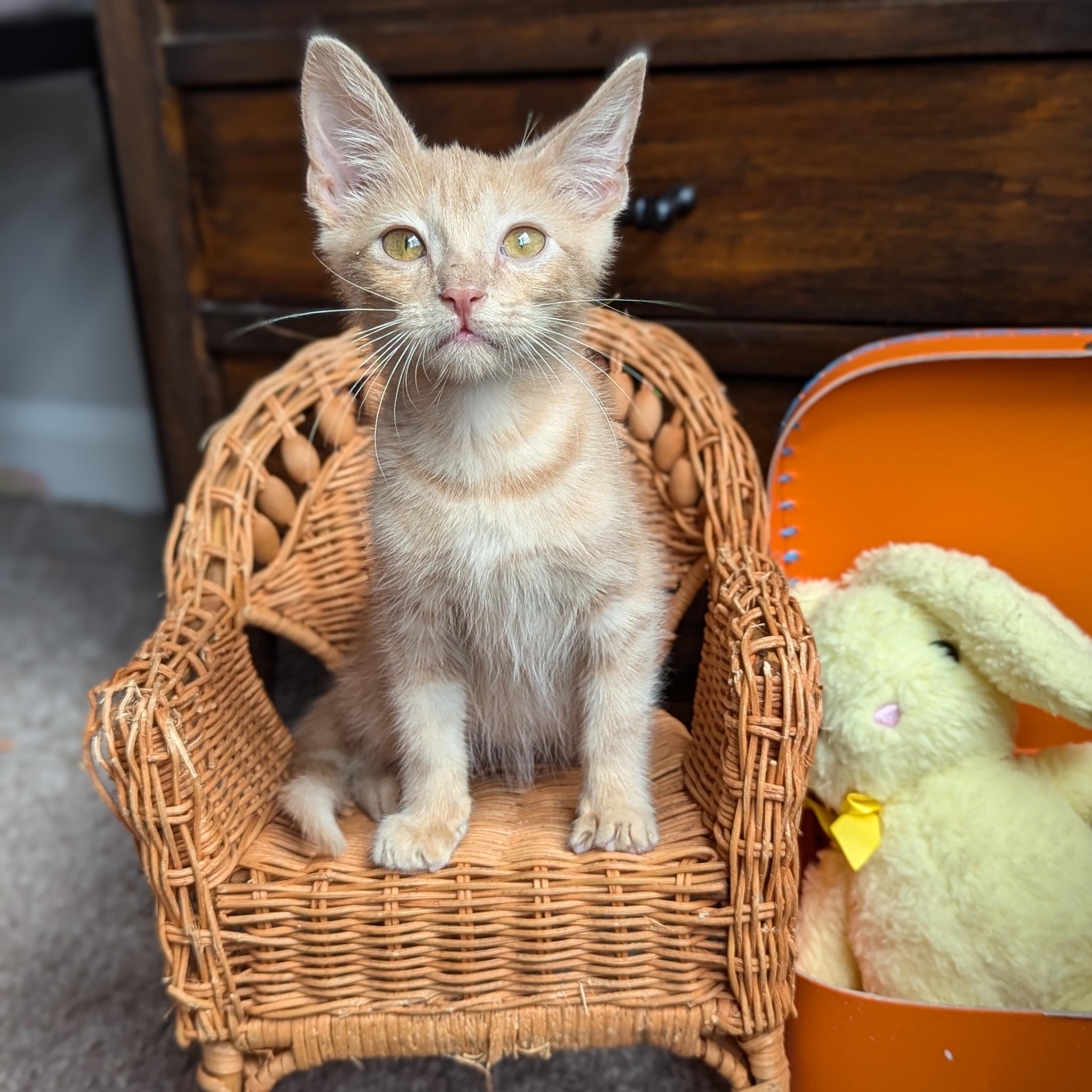 Enlarge Peter (The Brady Bunch litter), an adopted mixed breed in Tucker, GA image 1/6