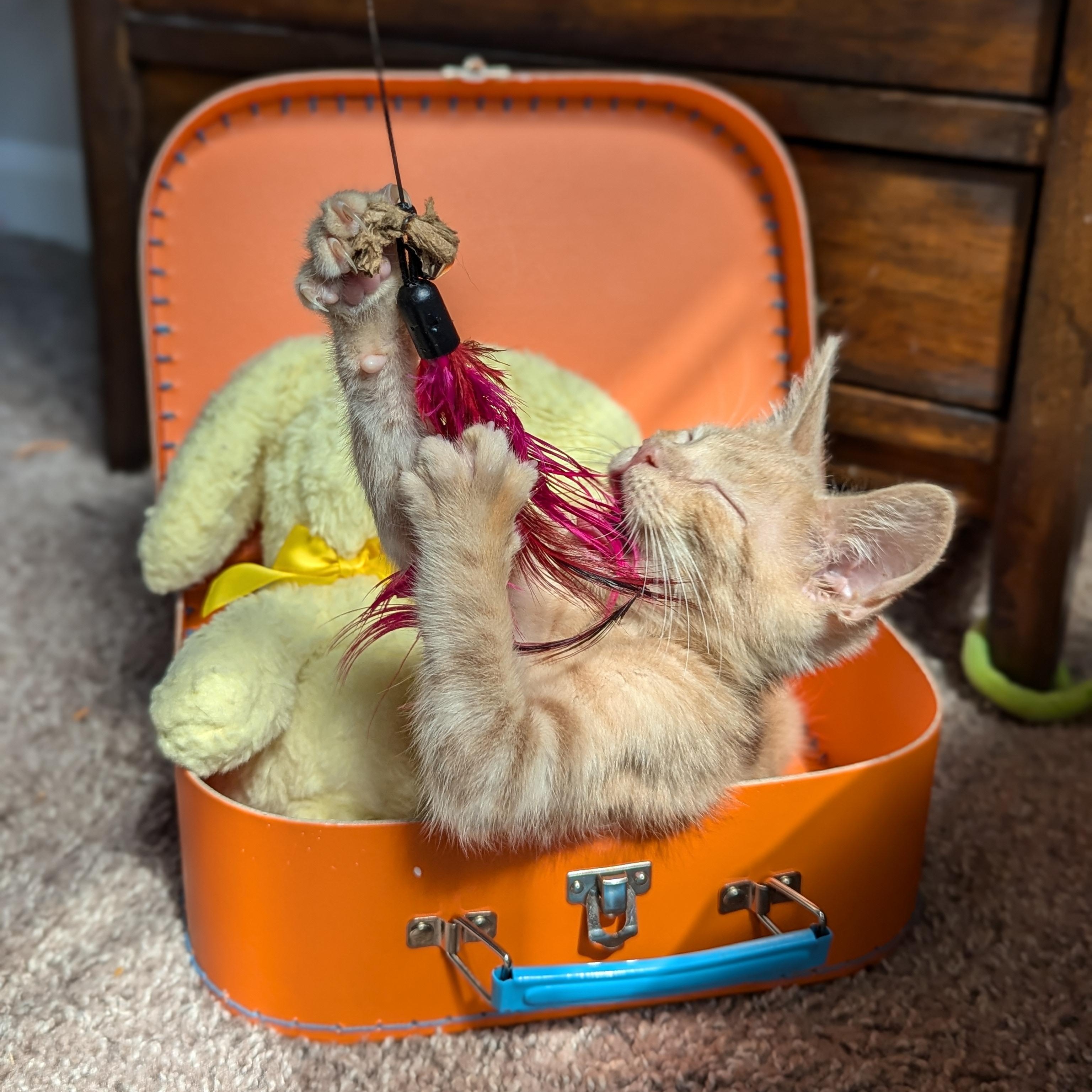 Enlarge Peter (The Brady Bunch litter), an adopted mixed breed in Tucker, GA image 4/6