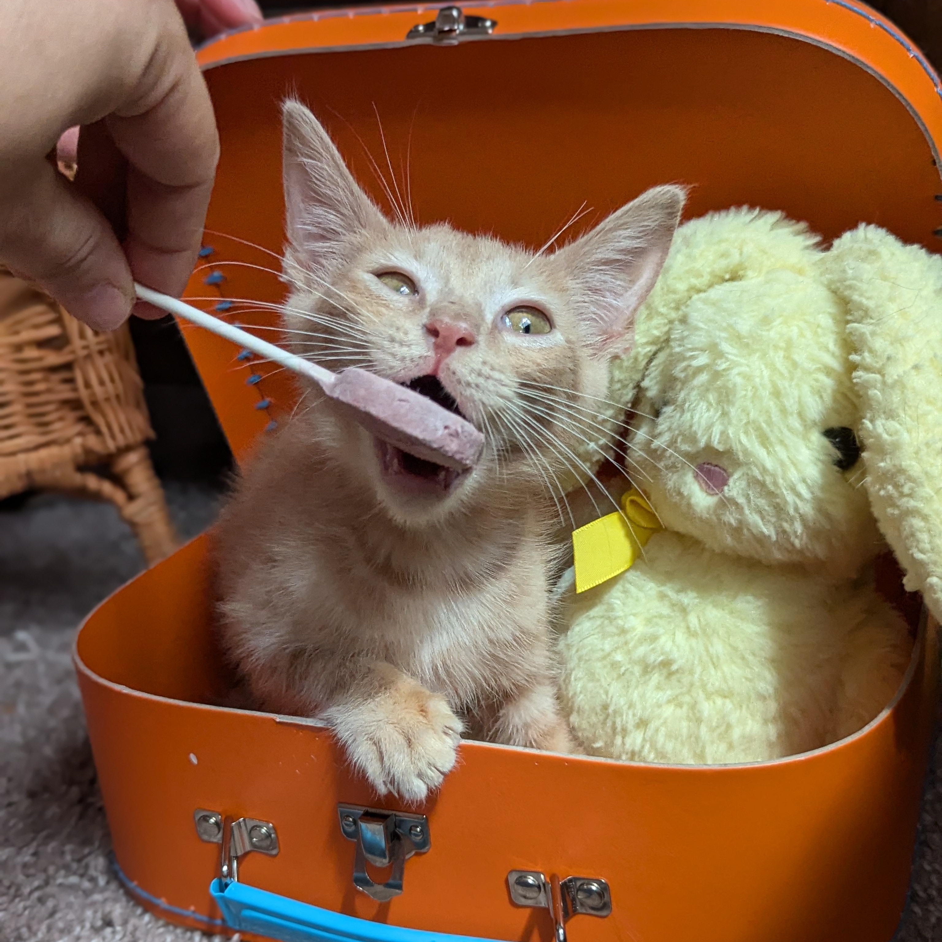 Enlarge Peter (The Brady Bunch litter), an adopted mixed breed in Tucker, GA image 6/6