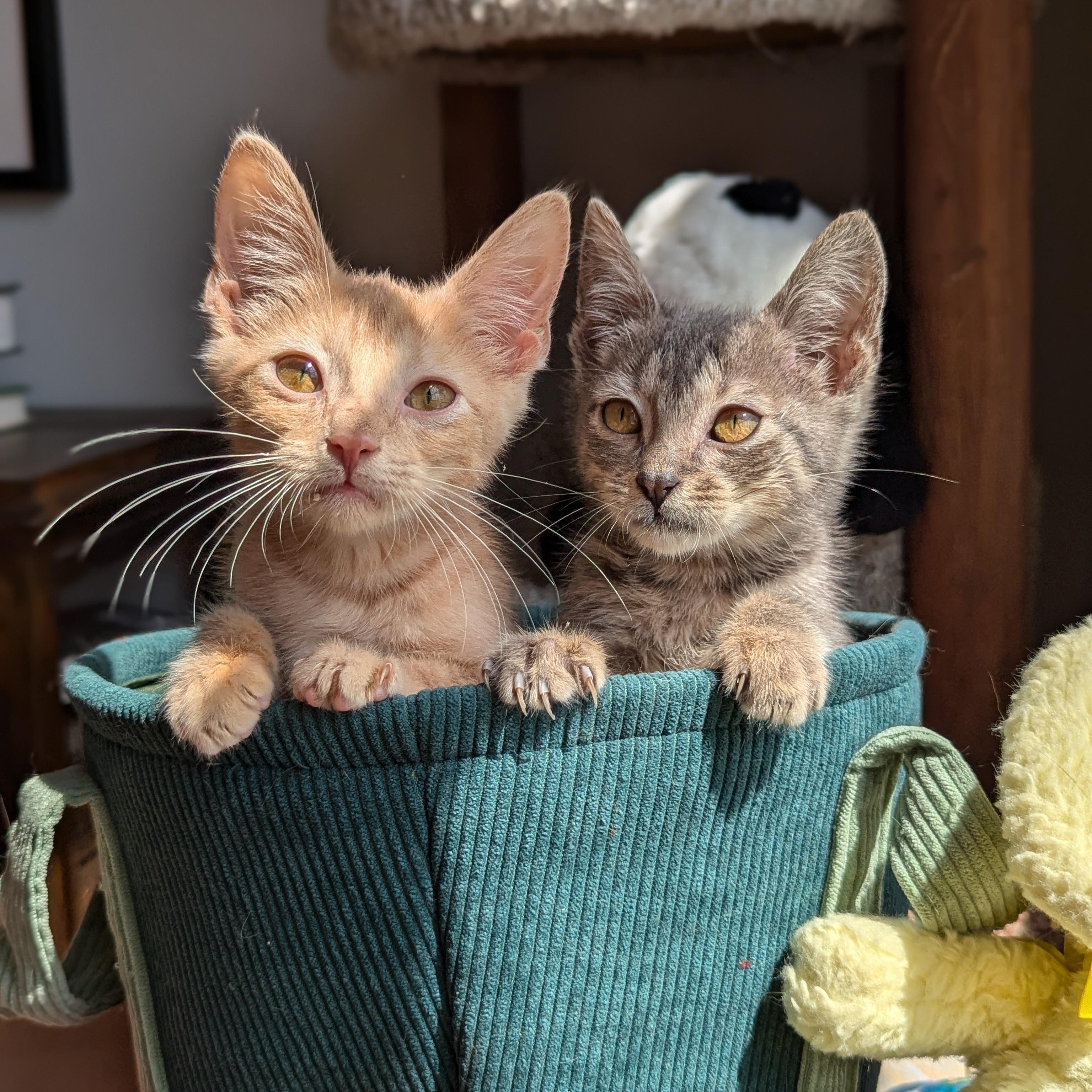 Enlarge Peter (The Brady Bunch litter), an adopted mixed breed in Tucker, GA image 5/6