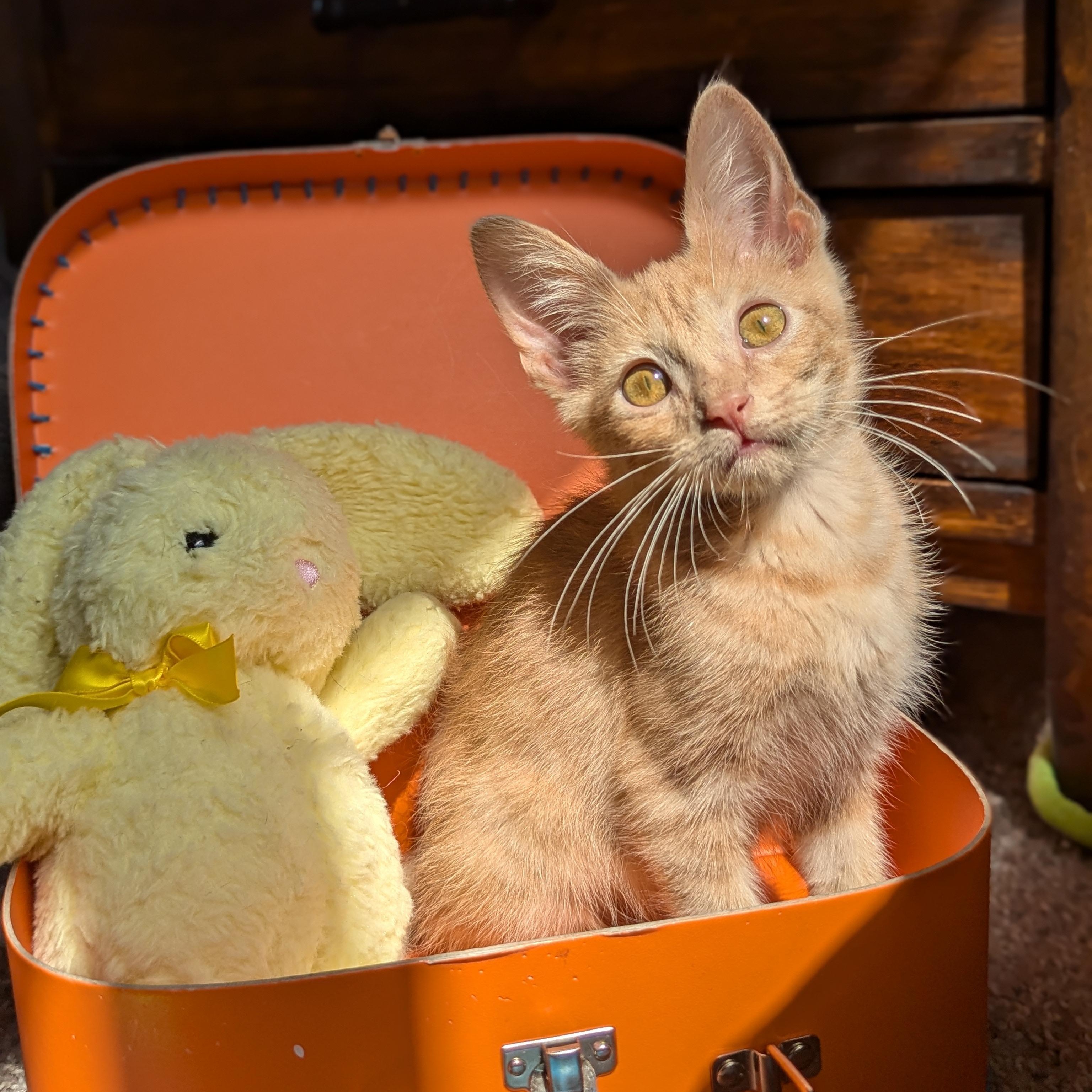 Enlarge Peter (The Brady Bunch litter), an adopted mixed breed in Tucker, GA image 2/6