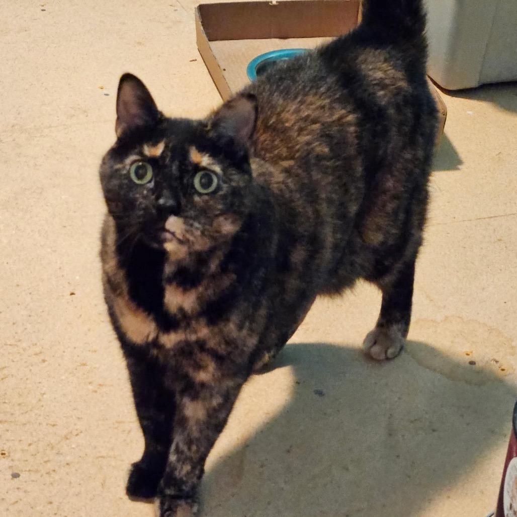 Enlarge Oakley, a Adoptable Domestic Short Hair in Brevard, NC image 1/1