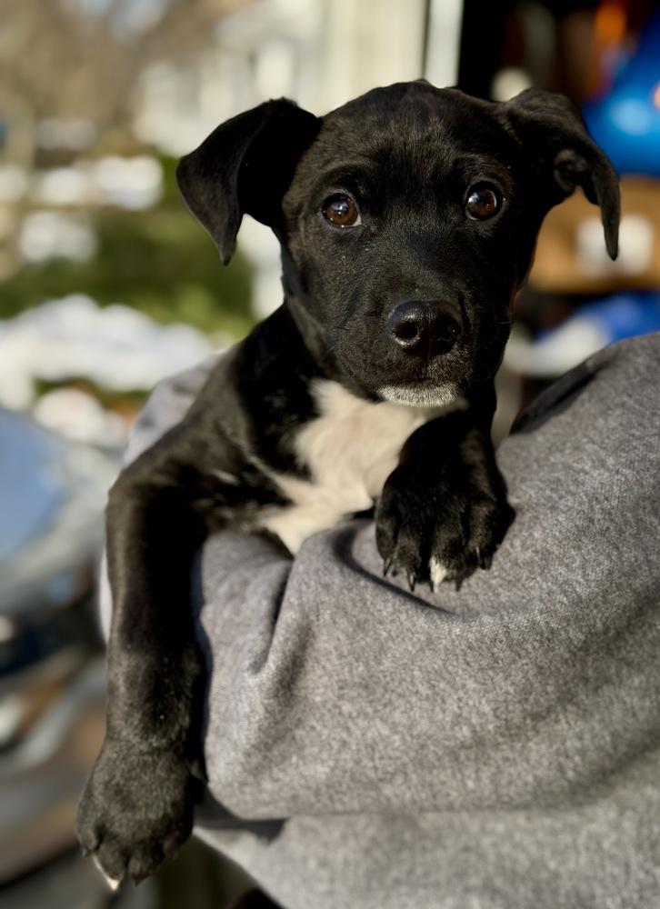 Pippin, Adoptable, Puppy Male Terrier.