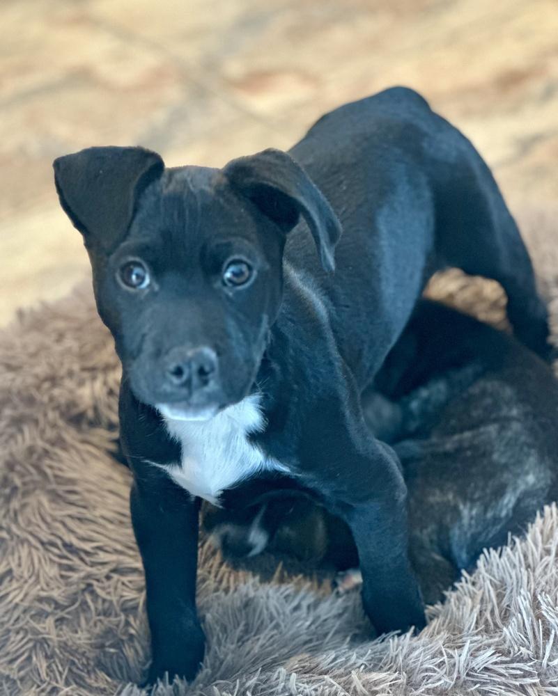 Enlarge Pippin, a Adoptable mixed breed in Greenlawn, NY image 2/6