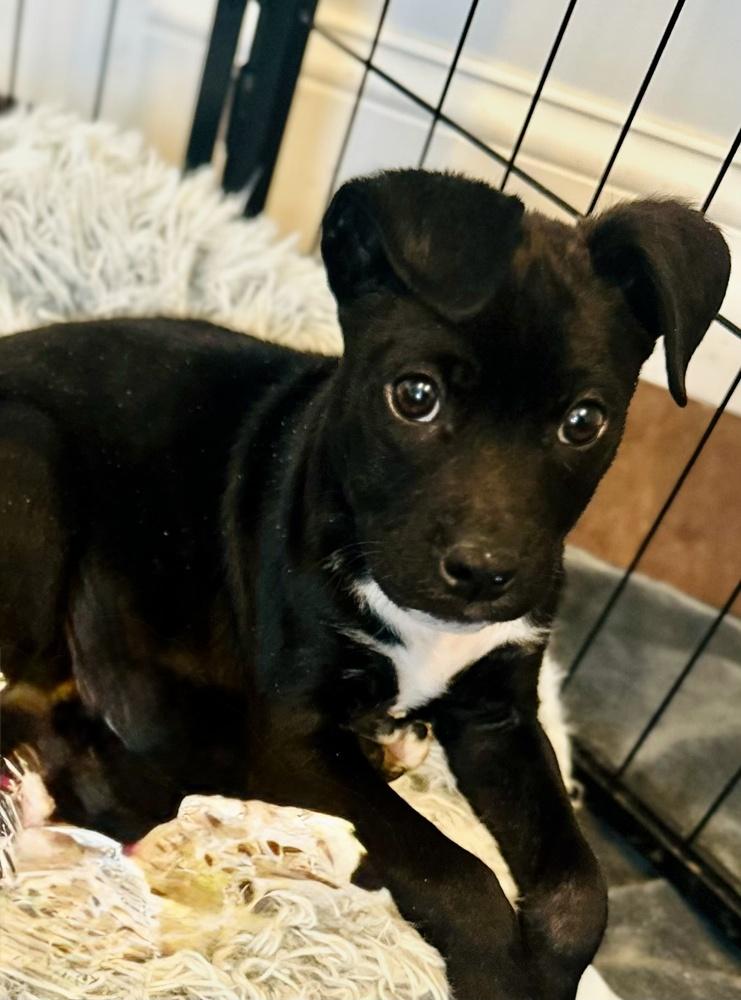 Enlarge Pippin, a Adoptable mixed breed in Greenlawn, NY image 3/6